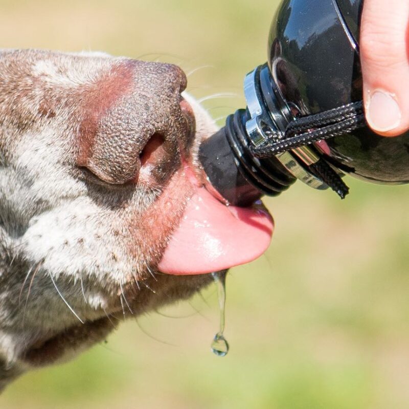 a dog drinking from the dog or pet water bottle