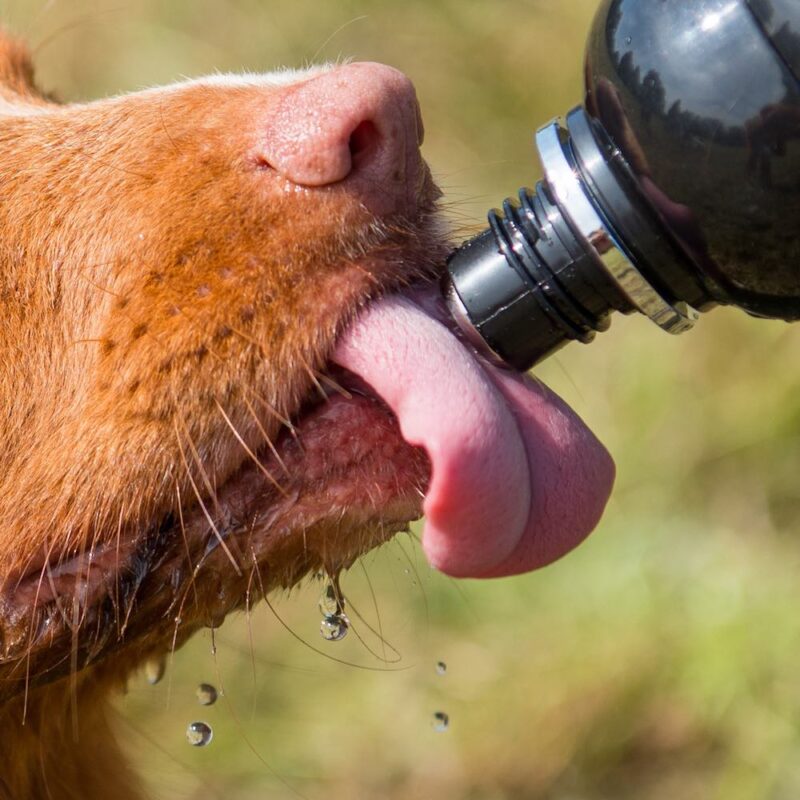 a dog drinking from the dog or pet drinking bottle
