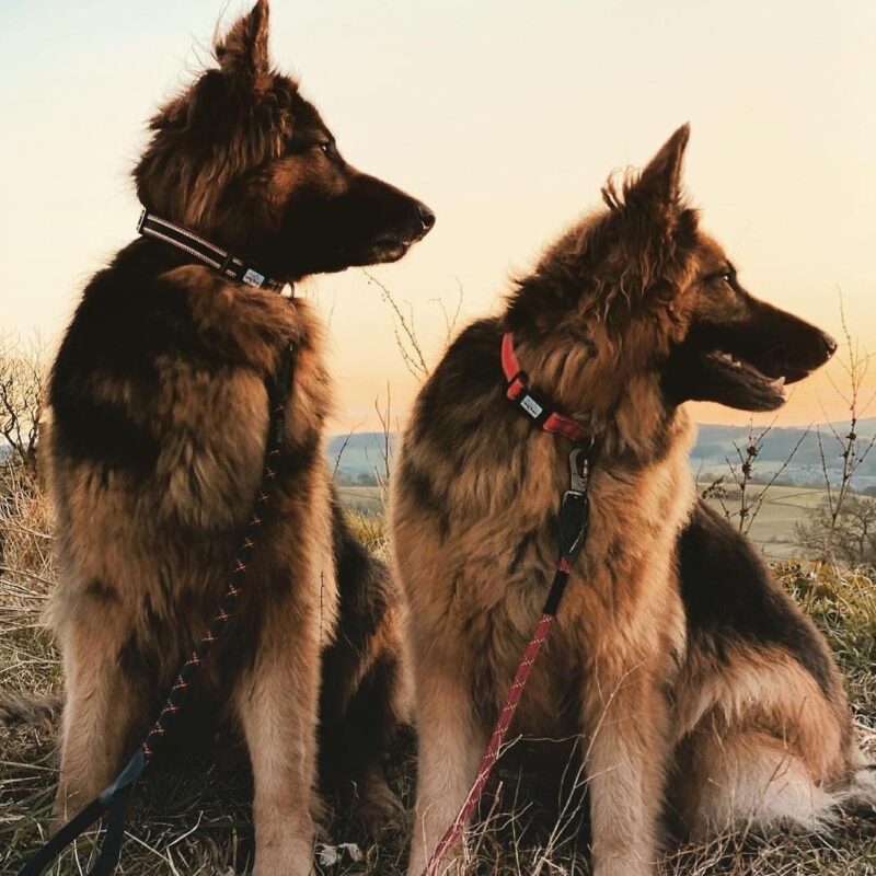a pair of dogs wearing Long Paws dog leads or leashes, one black and one orange