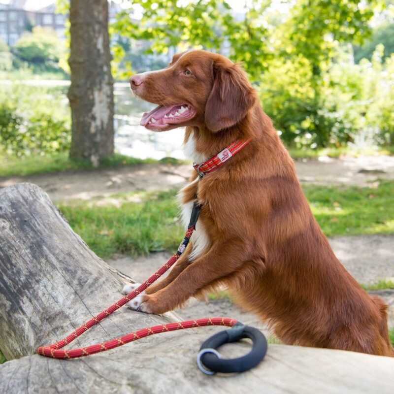 cute dog wearing the Long Paws orange rope dog lead or leash
