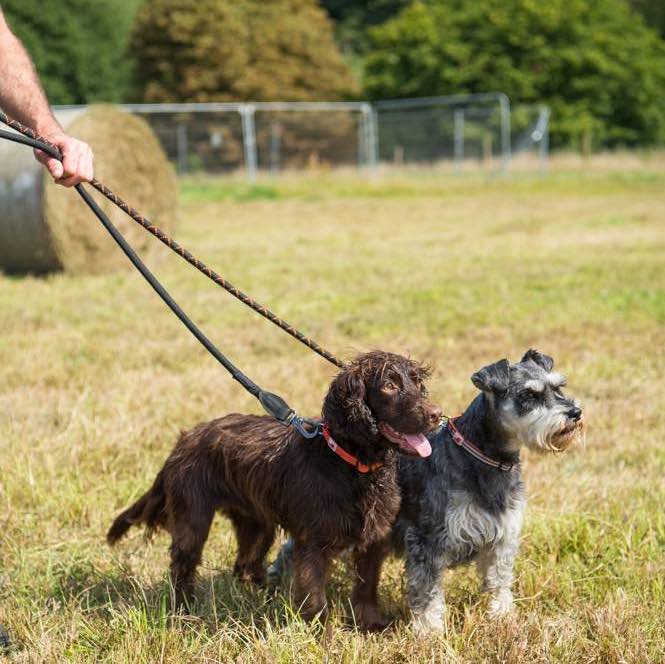 a pair of sweet dogs wearing Long Paws dog leads or leashes