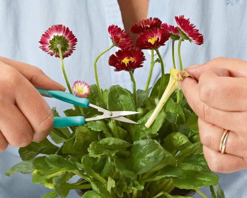 Peta easi grip snips or mini scissors being used to deadhead a plant