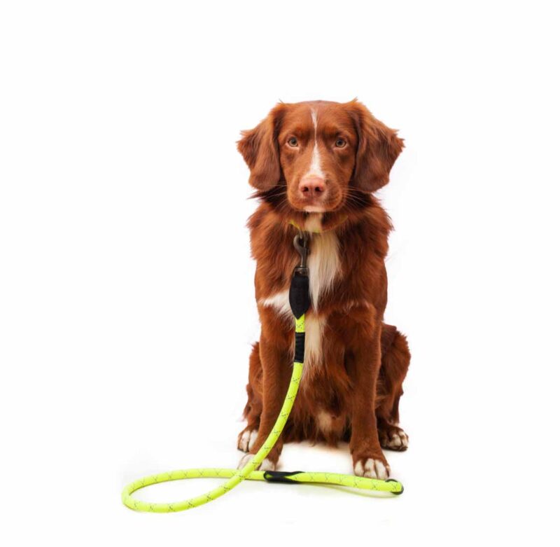 Pretty dog wearing the neon reflective rope dog lead or leash