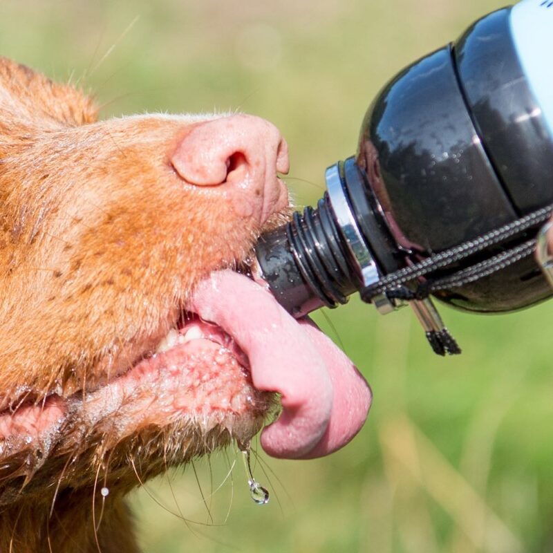 A dog having a drink from a dog water bottle by Long Paws