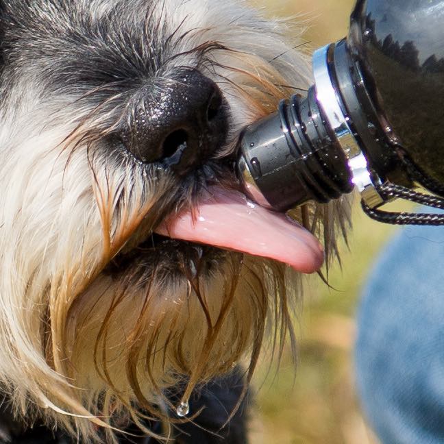 A dog drinking from a dog water bottle